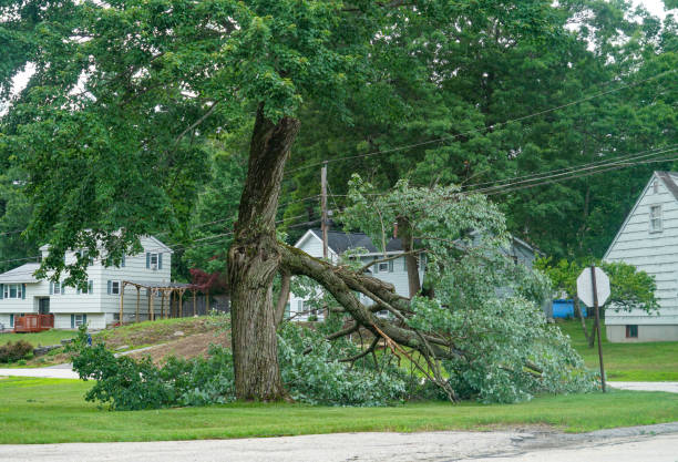 Best Tree Branch Trimming  in Auburn, CA